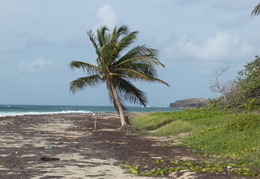 Martinique2013-164