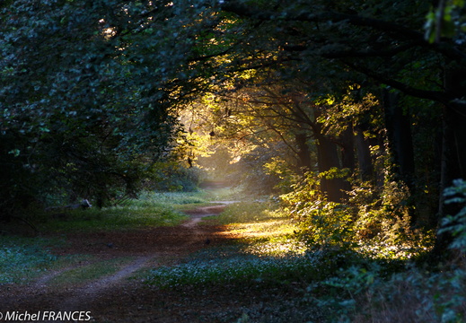 Allons au bois - montre les photos à la racine de cet album Allons au bois