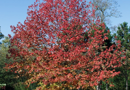 Les couleurs de l'automne - montre les photos à la racine de cet album Les couleurs de l'automne