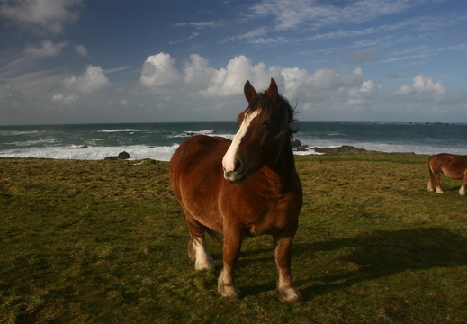 IMG 8167-small.JPG