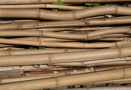 Paris-nature-2013-15