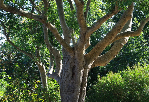 Cotentin 2014 10