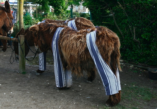 IMG 6803.JPG
