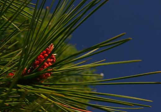 IMG 6840.JPG