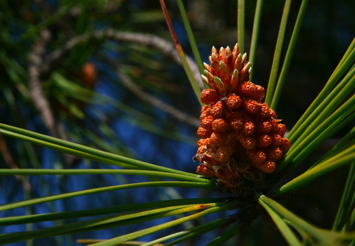 IMG 6841.JPG