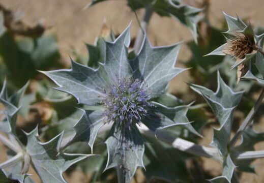 FLORE0506