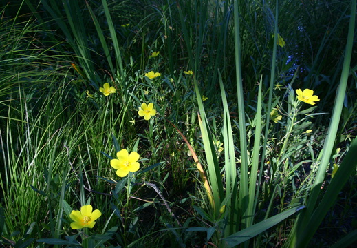 FLORE6367