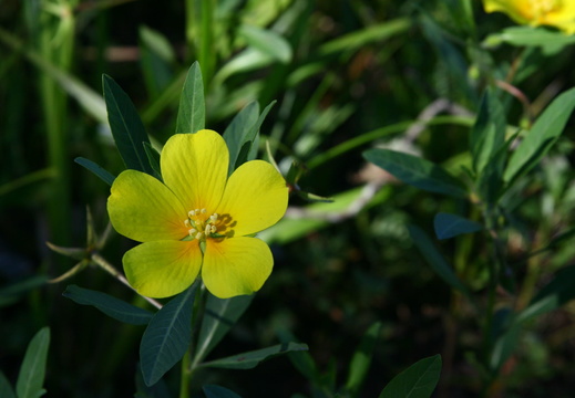 FLORE6371