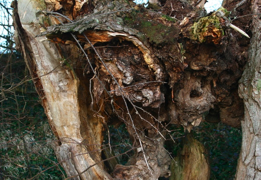IMG 6567.JPG