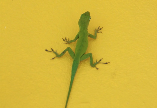 IMH 0754-small.JPG