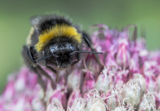 abeille-1
