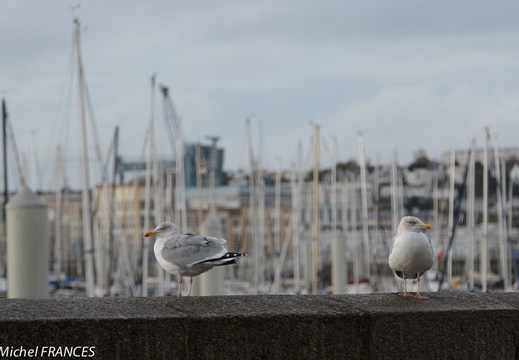 Bretagne novembre14 01