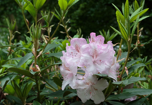IMB 1257