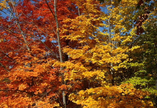 Au Québec à l'automne 2019 - display this album Au Québec à l'automne 2019