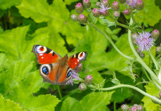 IMS 1369